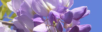 glycine